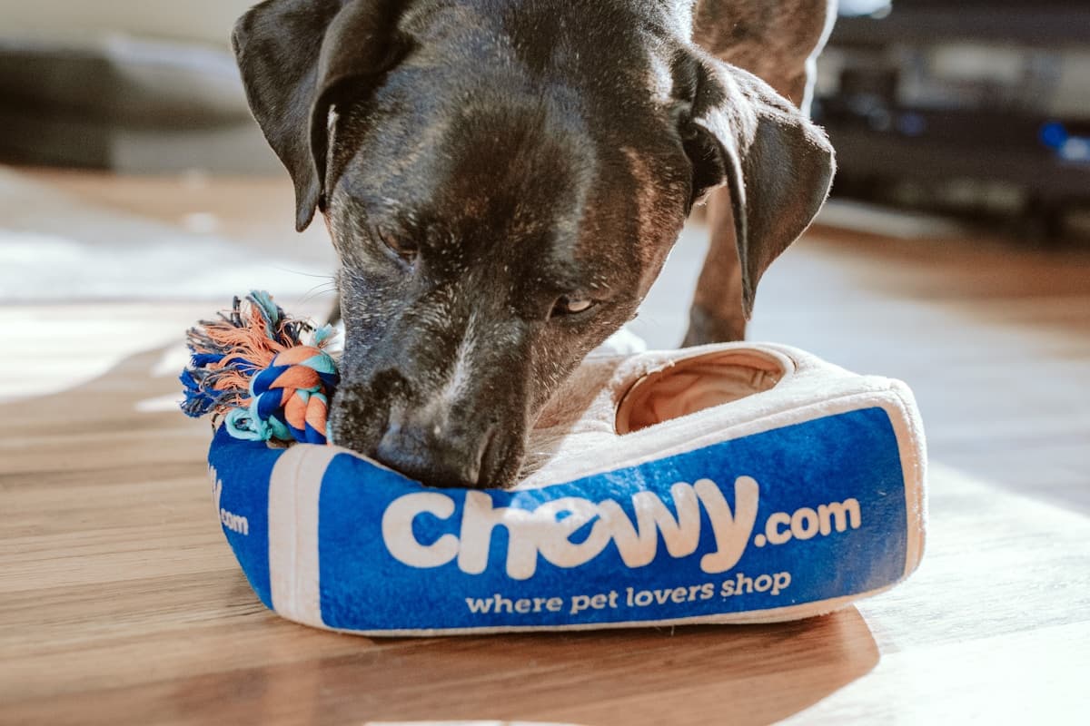 Dierenpensions & Opvang